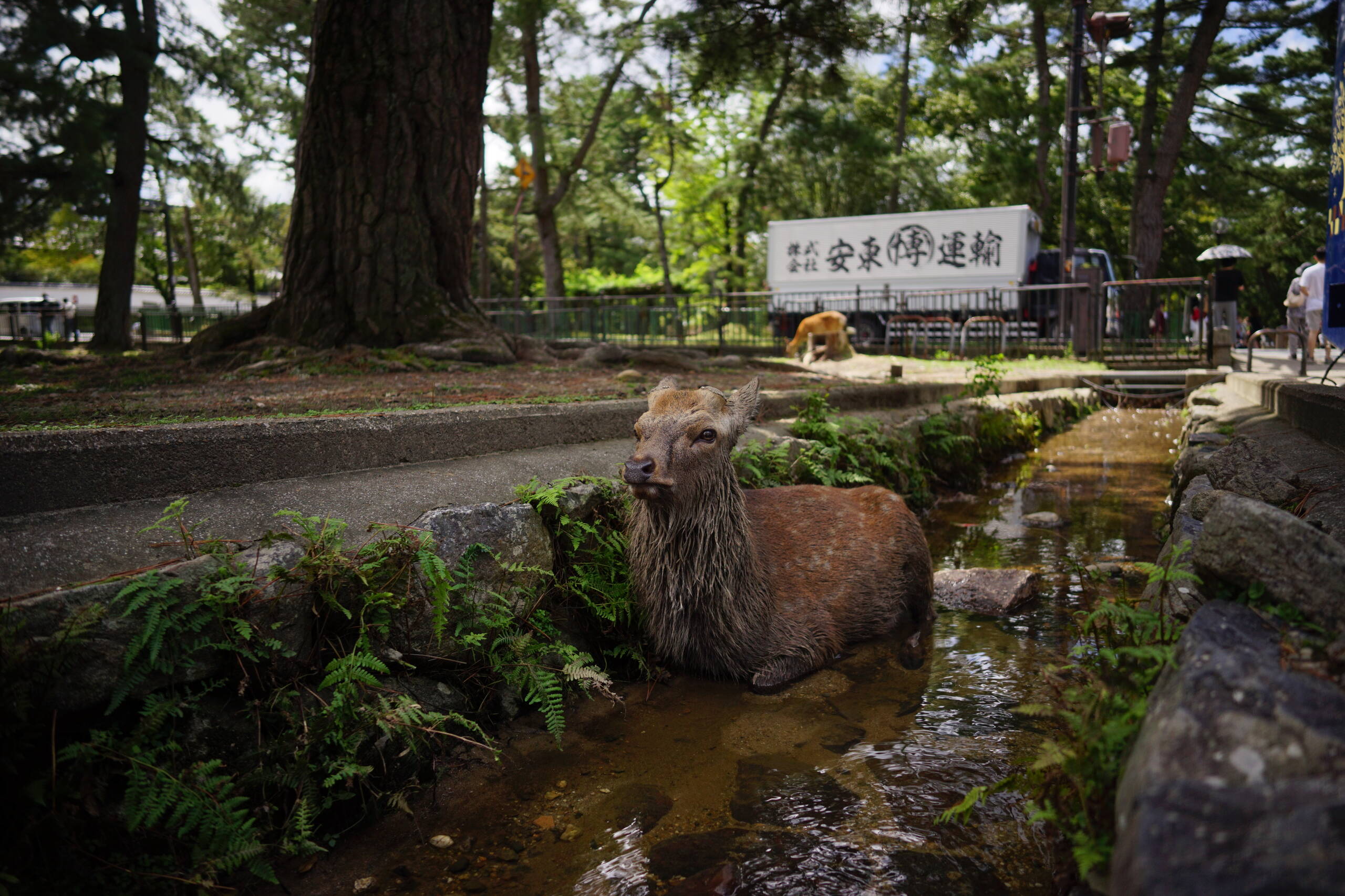 An image of Deer in water.